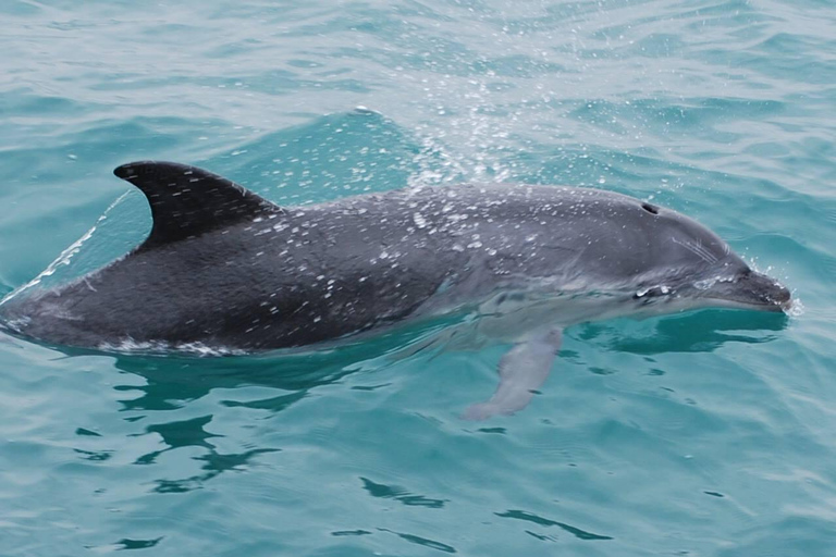 Djerba/Private Sea Ride 3h: Turquoise Sea Fort Kastil with lunch