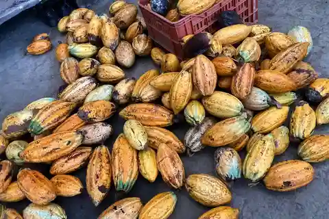 Visita à experiência do cacau