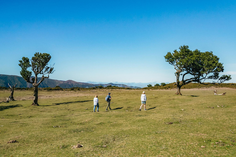 Från Funchal: Dagsutflykt till västra Madeira och Laurelskogen