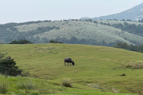 Taipei: tour guidato di Yangmingshan, Museo del Palazzo e Raohe