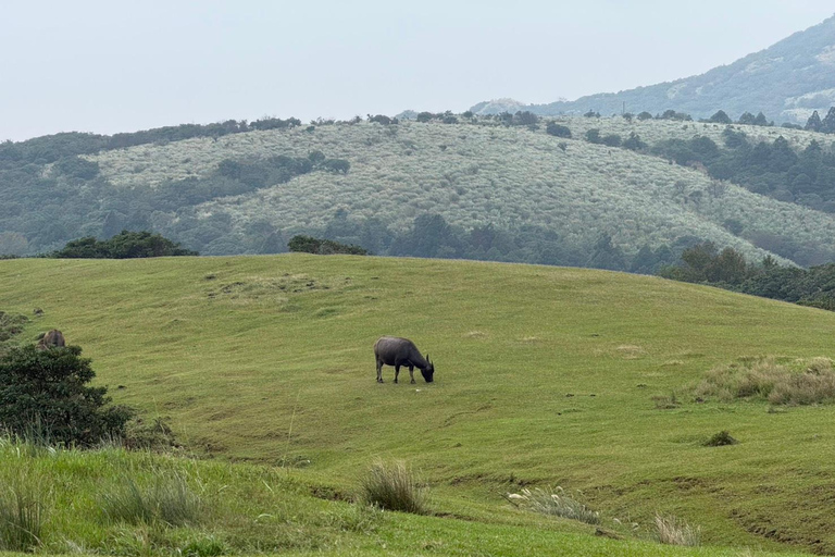 Taipei: tour guidato di Yangmingshan, Museo del Palazzo e Raohe