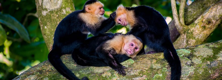 Au départ de Jaco : rencontre avec des singes et cuisine locale