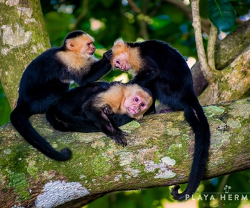 From Jaco: Monkey Encounter with Local Cuisine Experience