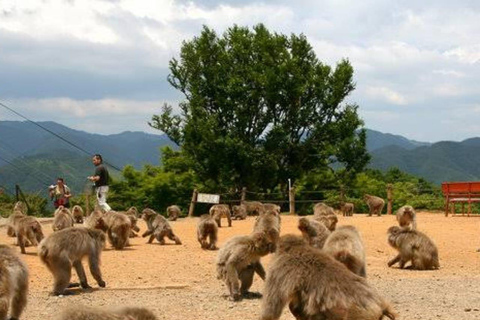 Tokyo: 7-Day Japan Highlights Private Guided Tour