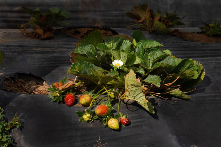 Comalapa Cultural and Farm Experience from Antigua Guatemala