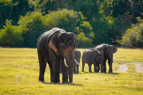 Minneriya: Safari con gli elefanti nel Parco Nazionale con servizio di prelievo in hotel