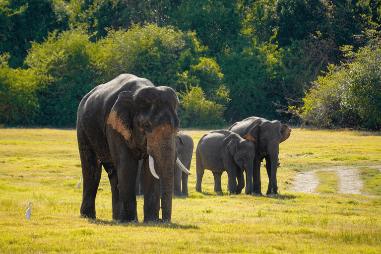 Minneriya: Safari con gli elefanti nel Parco Nazionale con servizio di prelievo in hotel