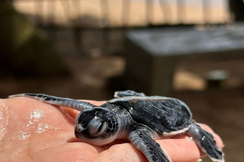 Bentota: Galle Fort, Turtle Hatchery, & Moonstone Mine Tour