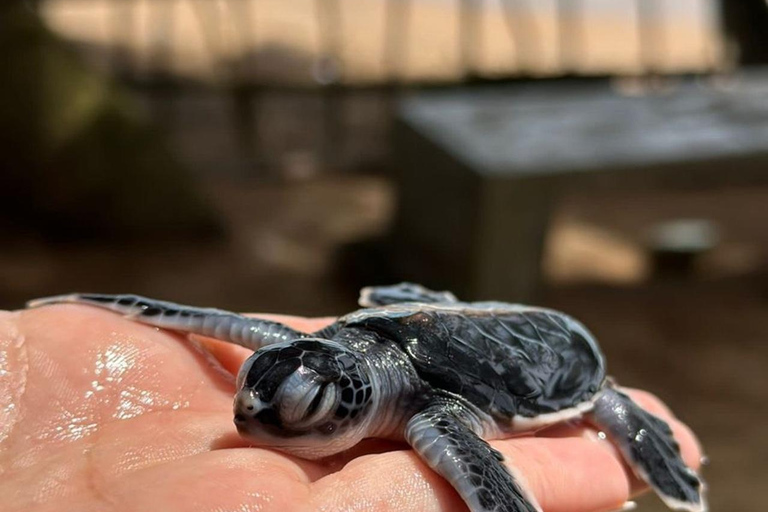 Bentota: Galle Fort, Turtle Hatchery, & Moonstone Mine Tour