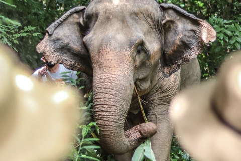 Phuket Elephant Nature Reserve - Ethical elephant sanctuary Short 90 Minutes Elephant Adventure