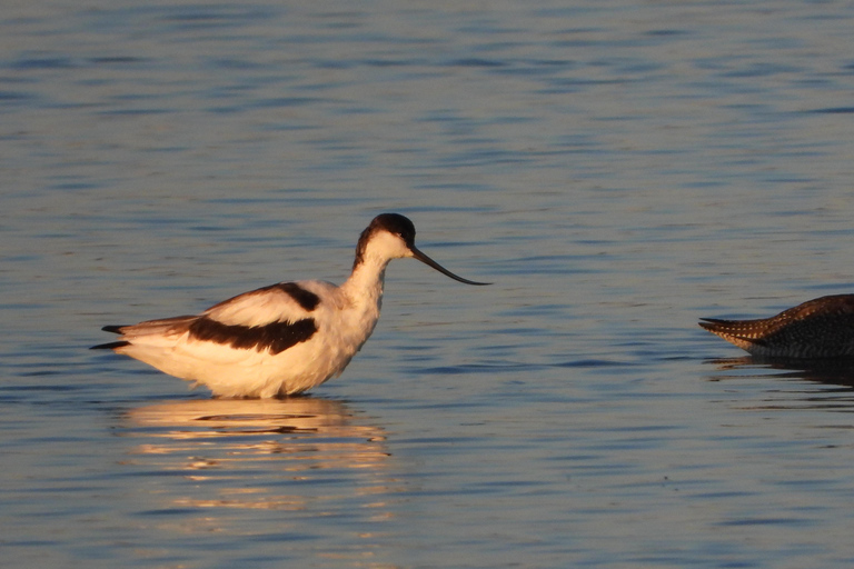 Birdwatching in Albania - Explore Shkodra Lake & Velipoja Birdwatching in Albania - Shkodra Lake & Velipoja Lagoon