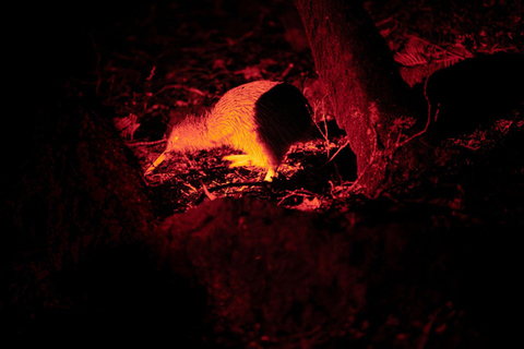 Stewart Island: Wild Kiwi Experiences Stewart Island: Wild Kiwi Encounter