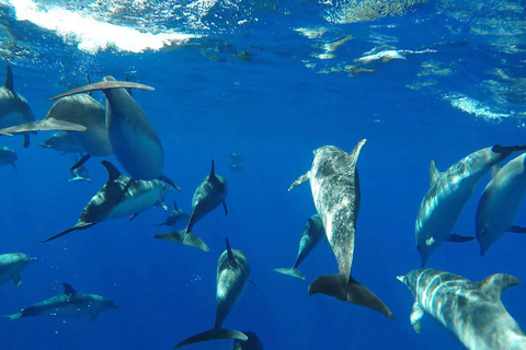 Funchal: Cruzeiro de observação de baleias e natação com golfinhos