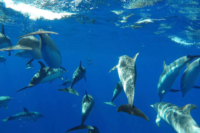 Funchal: Cruzeiro de observação de baleias e natação com golfinhos