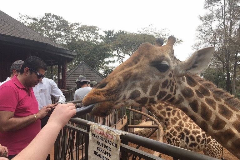 Nairobi: Elefantenwaisenhaus und Giraffenzentrum TagestourElefantenwaisenhaus und Giraffenzentrum Tagestour