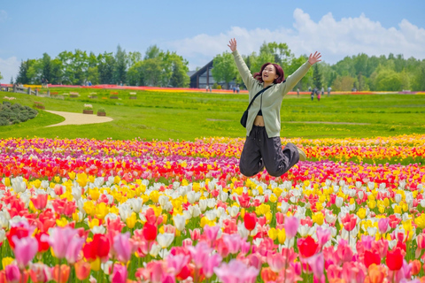 From Sapporo: Hoheikyo Dam, Jozankei & Lake Shikotsu Tour Shared Tour, Meet at Sapporo Station