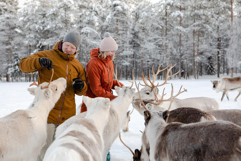 Au départ de Rovaniemi : visite d&#039;une ferme de rennes avec promenade en traîneau