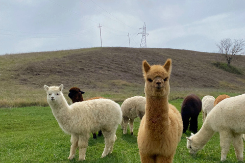 Au départ de Bakou : excursion d&#039;une journée à Shamakhi et à la ferme d&#039;alpagas