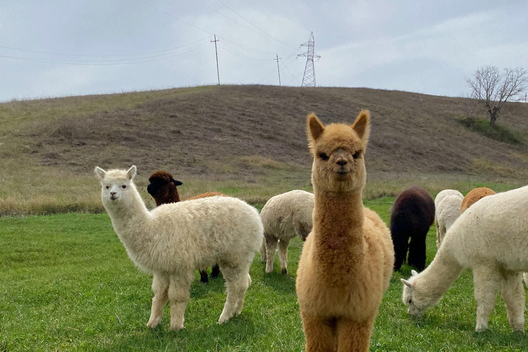 From Baku: Shamakhi and Alpaca Farm Day Trip