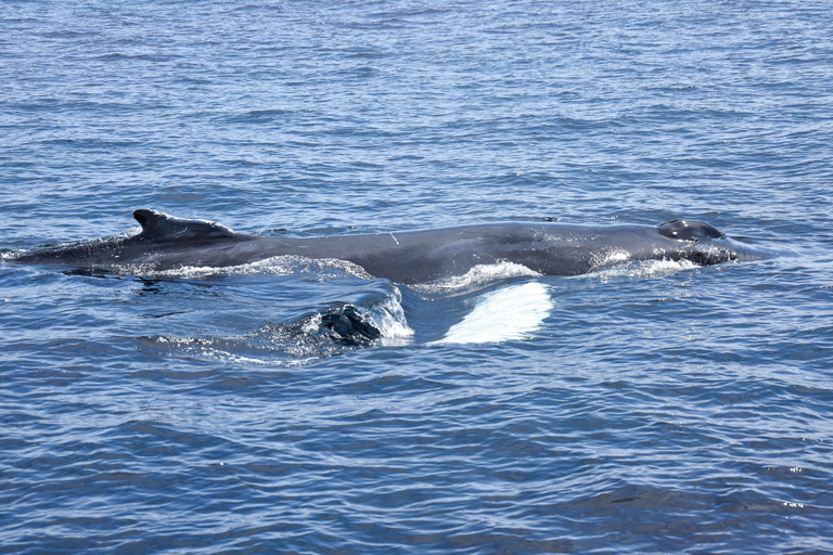 New: Into the Wild - 3H w/Marine Biologists - dolphins &more