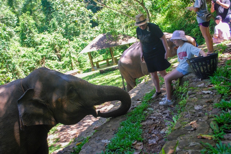 Khao Lak: Experiencia ética en un santuario de elefantesKhao Lak: Experiencia de cuidado de elefantes