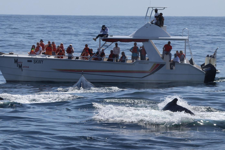 Samana: Bay of Samana Whale Watching Experience