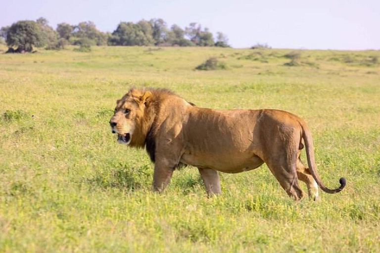Da Nairobi: escursione al Parco Nazionale del Lago NakuruEscursione al Parco Nazionale del Lago Nakuru senza biglietto d&#039;ingresso