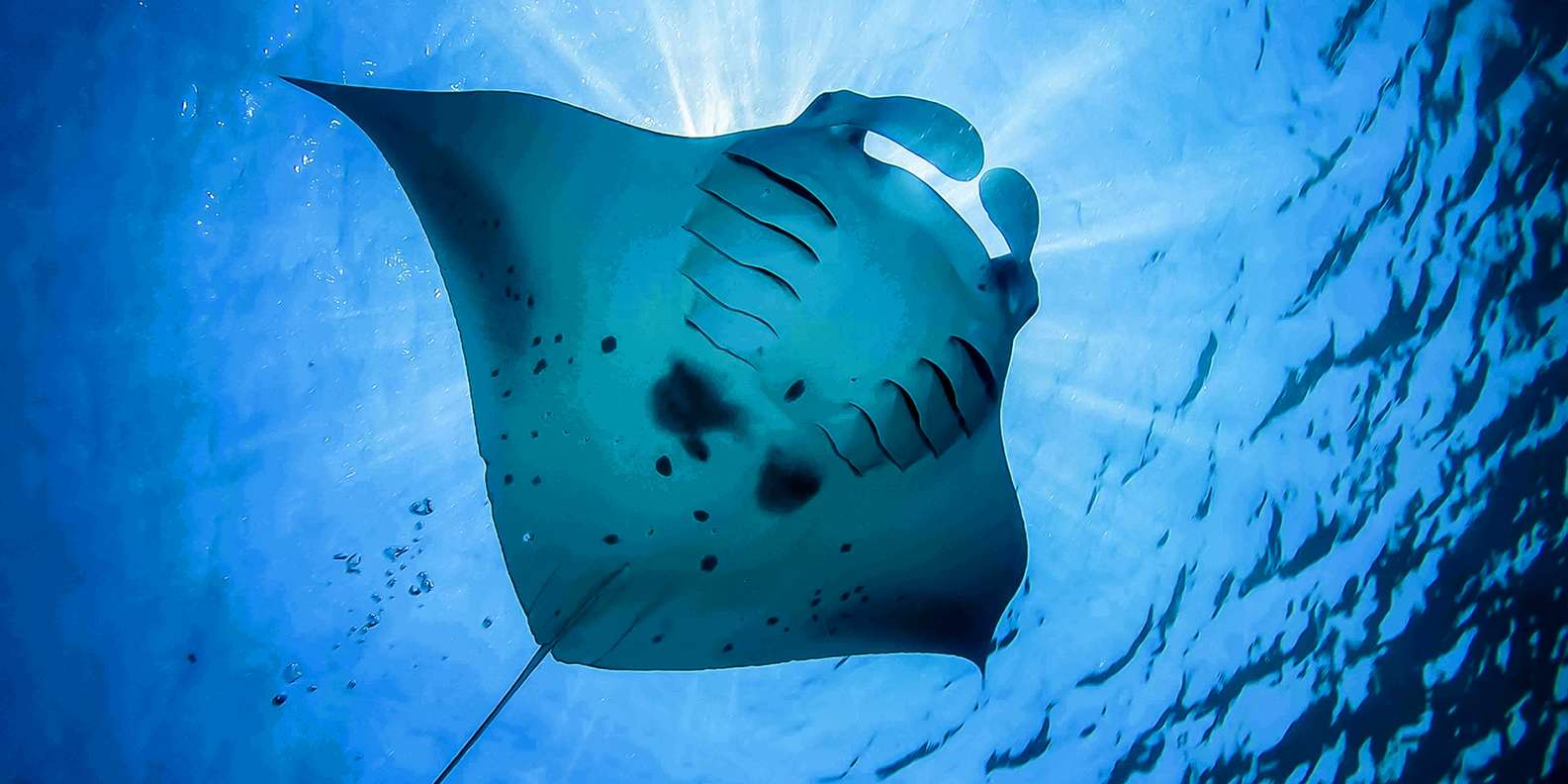 Bali: Swim with Manta Rays in Penida, Optional Lunch & Kayak