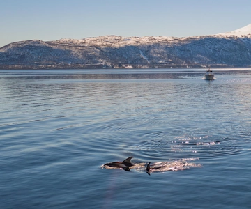 Alta: Altafjord Whale Watching in a Heated Boat