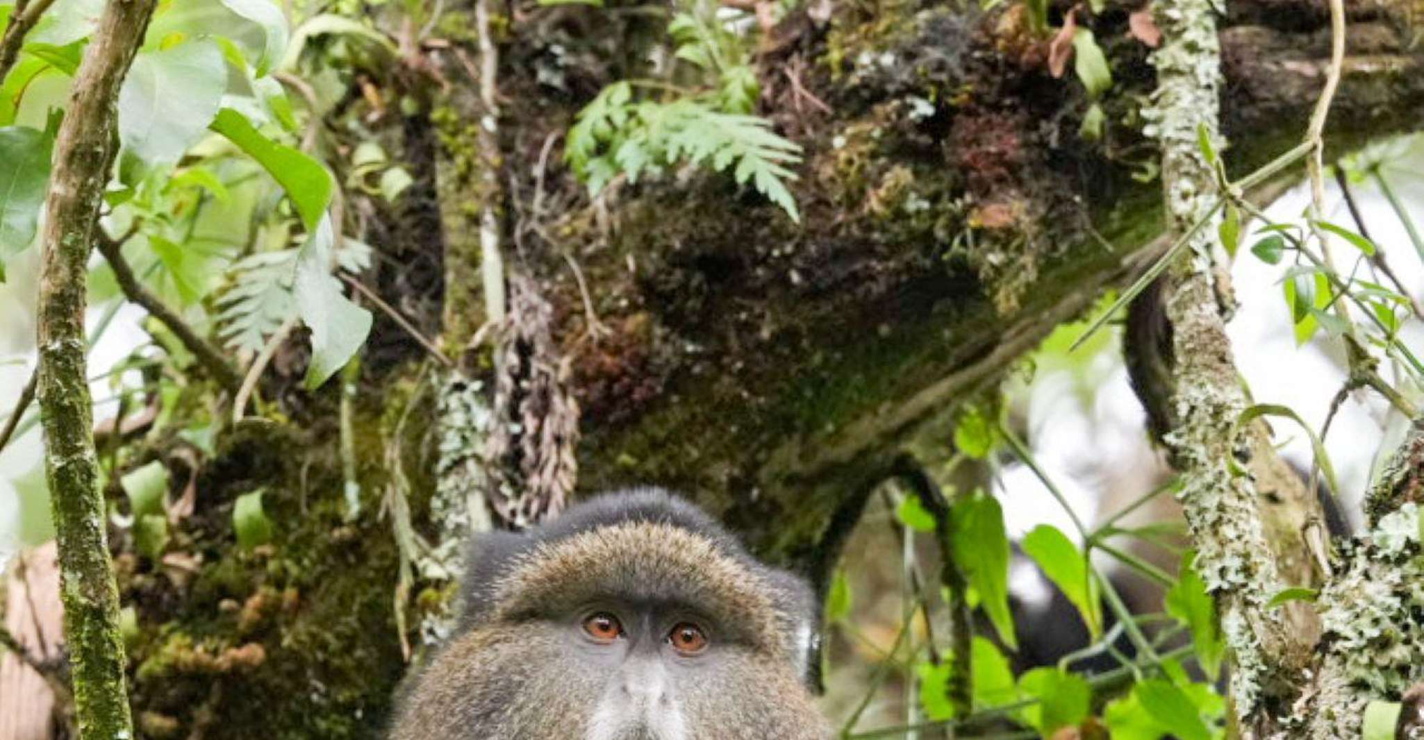 CHIMPANZEA GORILE DE 6 días Gorilla Golden Monkey & Game Drive Safari - Housity