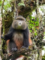 CHIMPANZEA GORILE DE 6 días Gorilla Golden Monkey & Game Drive Safari - Housity