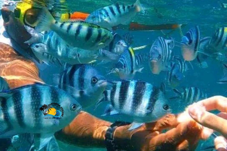 Zanzibar: Blå lagunen, sjöstjärnor och Jozani-skogenTransfer till hotell var som helst på Zanzibar