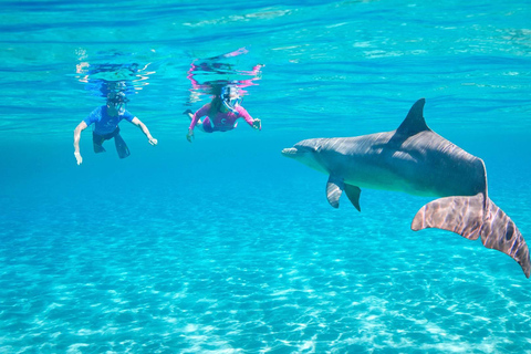 Mascate: Excursión en barco para avistar delfines con aperitivos