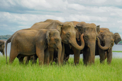 Minneriya National Park: Elephant Photography Tour