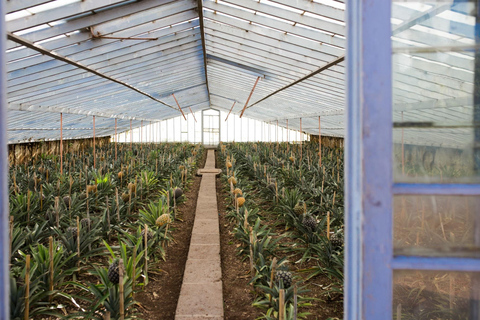 São Miguel : visite de Sete Cidades et d'une plantation d'ananas