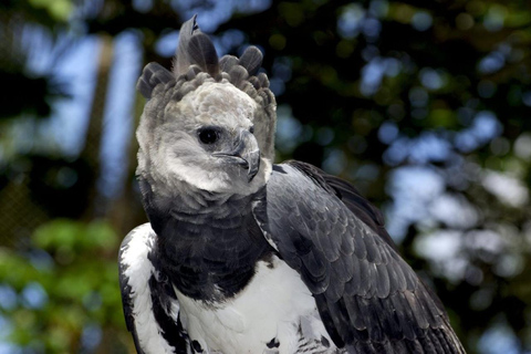 Alter do Chão: Amazon Wildlife Safari & Birdwatching Alter do Chão: Amazon Wildlife Safari & Birdwatching PM