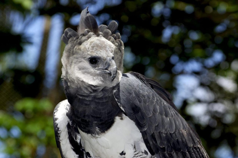 Alter do Chão: Amazon Wildlife Safari & Birdwatching Alter do Chão: Amazon Wildlife Safari & Birdwatching AM
