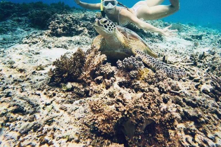 Gili Air: Snorkeling 3 Gili Islands with Shared/Private BoatShared Snorkeling 4 Hours (Meeting Point Gili Air)