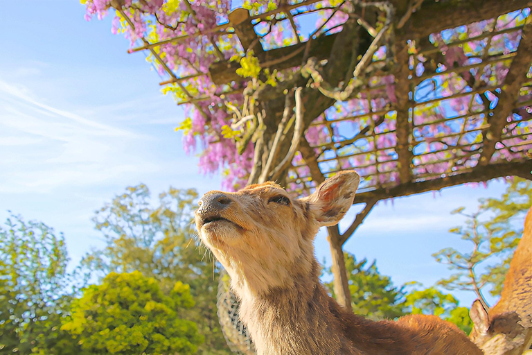 Nara Cherry Blossom Highlights Spring Day Tour from Osaka Shared Tour, Meet at Tsurutontan Soemoncho