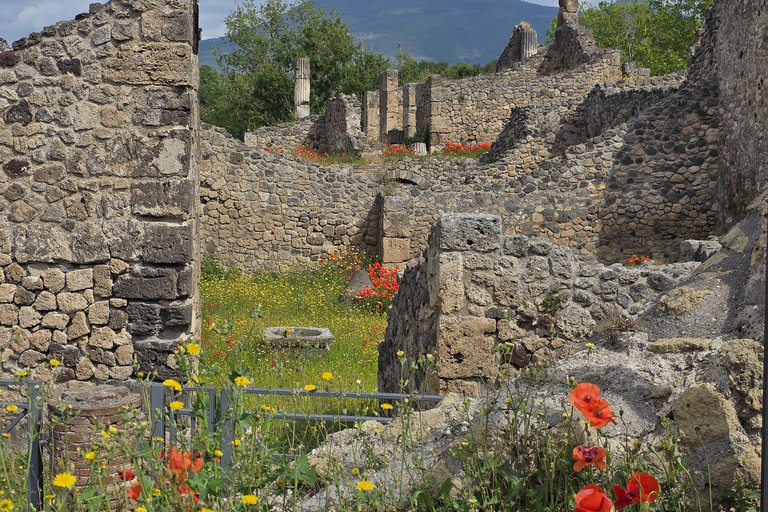 Naples: Pompeii Group Tour with Wine Tasting & Light Lunch Semi-Private Group up to 8 people