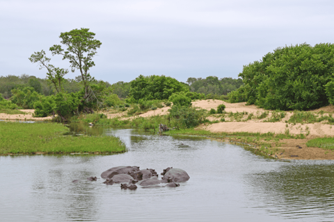 Från Kapstaden till Kruger: 3-dagars safariturné i Krugerparken