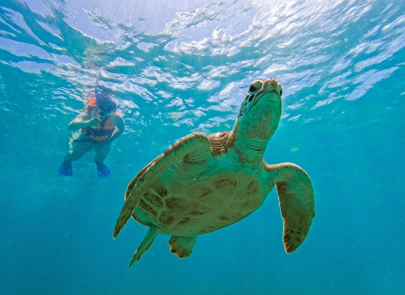 Tulum: 2-timers snorkling på to steder af Tulums rev