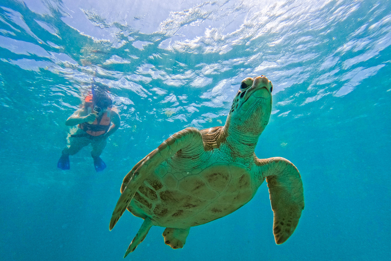 Tulum: Snorkeling at Paradise Reef