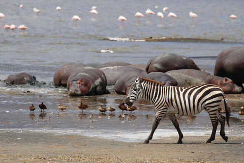 Arusha: 6-Day Best of Northern Circuit Adventure Safari