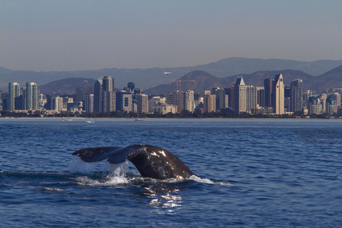 San Diego: Whale Watching Cruise on the Yacht America