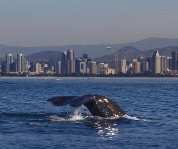 San Diego: cruzeiro de observação de baleias no iate America