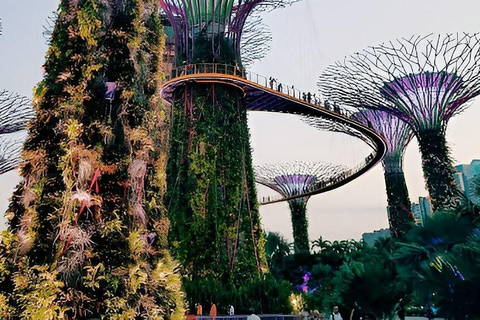 Gardens by the Bay-OCBC Skyway, Flower Dome and Cloud Forest