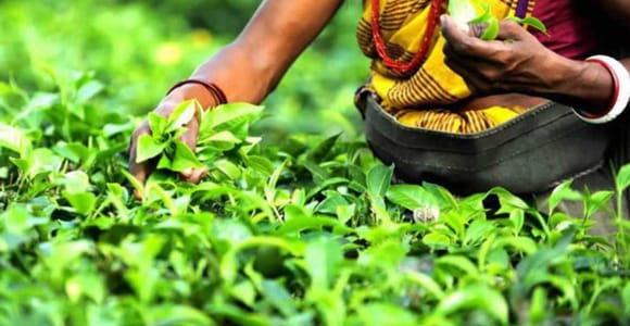 Mauritius: Tea, Rum and Vanilla Route with Lunch and Pickup