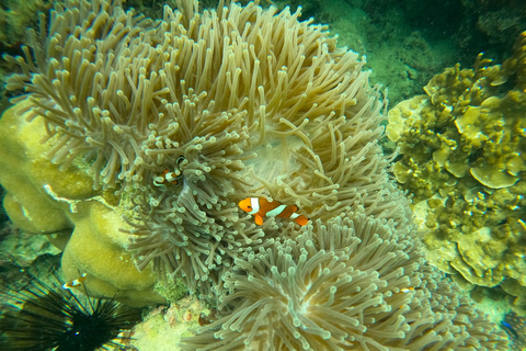 Khao Lak: Viagem de um dia a Phi Phi com um passeio particular de cauda longaKhao Lak: Viagem de um dia a Phi Phi com Excursão Longtail Privada