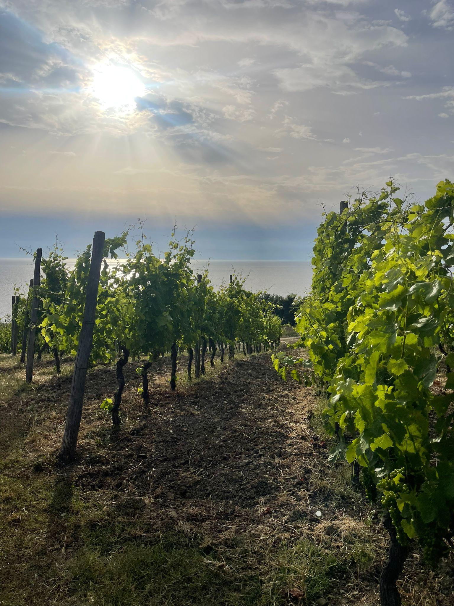 Cilento Wein: Tour & Verkostung